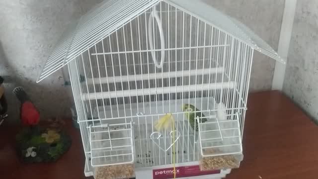 кормление попугая кеши