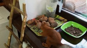 про белок и бельчат