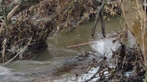 Паводок очистил реку от мусора 👍 Опять ждём непогоды.