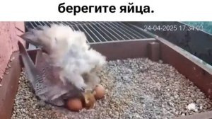 Сегодня очень  ветрено...