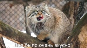 По аллее манулов идет кипер с ужином, а в вольерах начинается переполох!