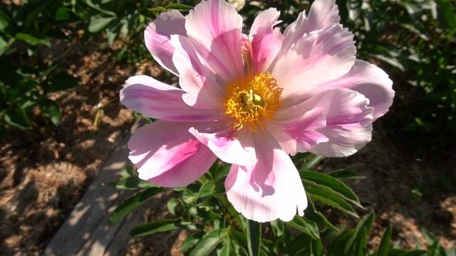 Пион Китайский Сюрприз - Самойленко Сергей 2022г