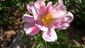 Пион Китайский Сюрприз - Самойленко Сергей 2022г