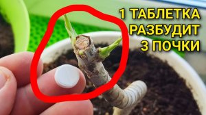 Попробуйте так обрезать ДРАЦЕНУ: получите пушистый куст и новое растение из черенка 🌱