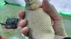 РАЗДАЧА СВЕЖЕЙ РЫБЫ. 2026 м