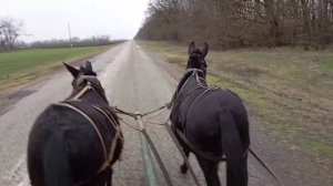 Еду на мулах по шоссе