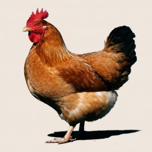 важные новости смотреь всем