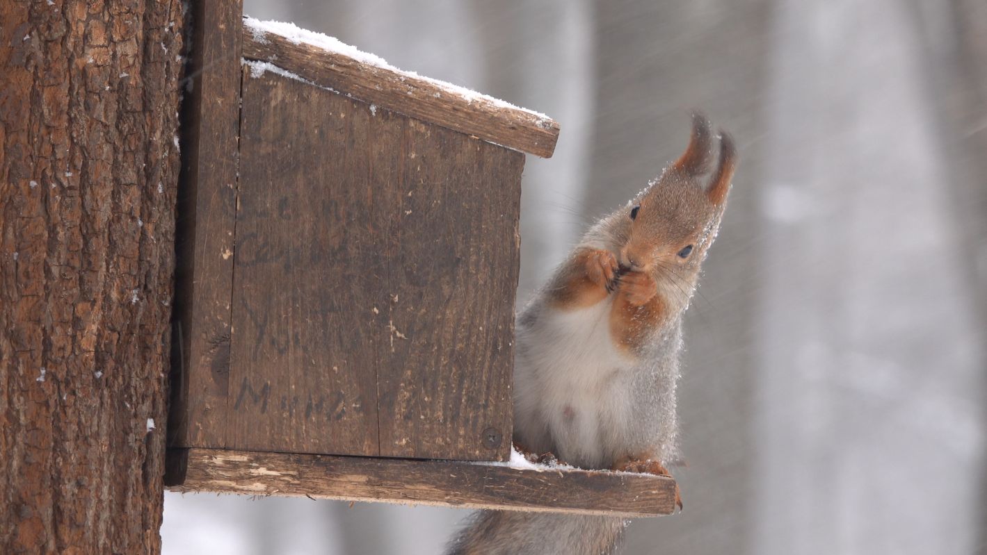В парке снегопад. Голодные белки. Зарисовка смотреть онлайн