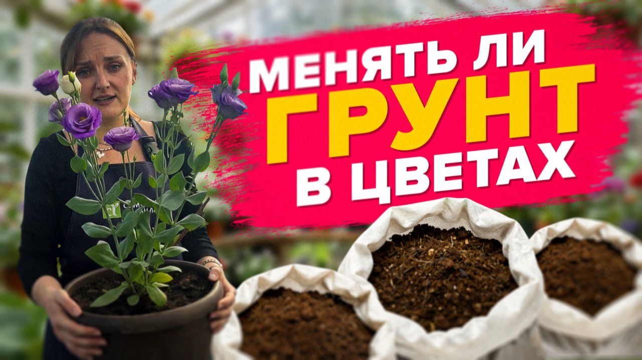 МЕНЯТЬ ЛИ ГРУНТ В ДОМАШНИХ ЦВЕТАХ смотреть онлайн
