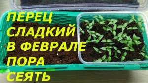 Получила заказы / Начинаю посадки рассады /