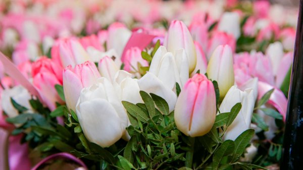 Циклон «Валли» накроет Санкт-Петербург, но в Ботаническом саду расцветут тюльпаны