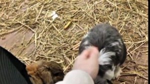 ВЛОГ в мини зоопарке✨*кормили зайчиков?*