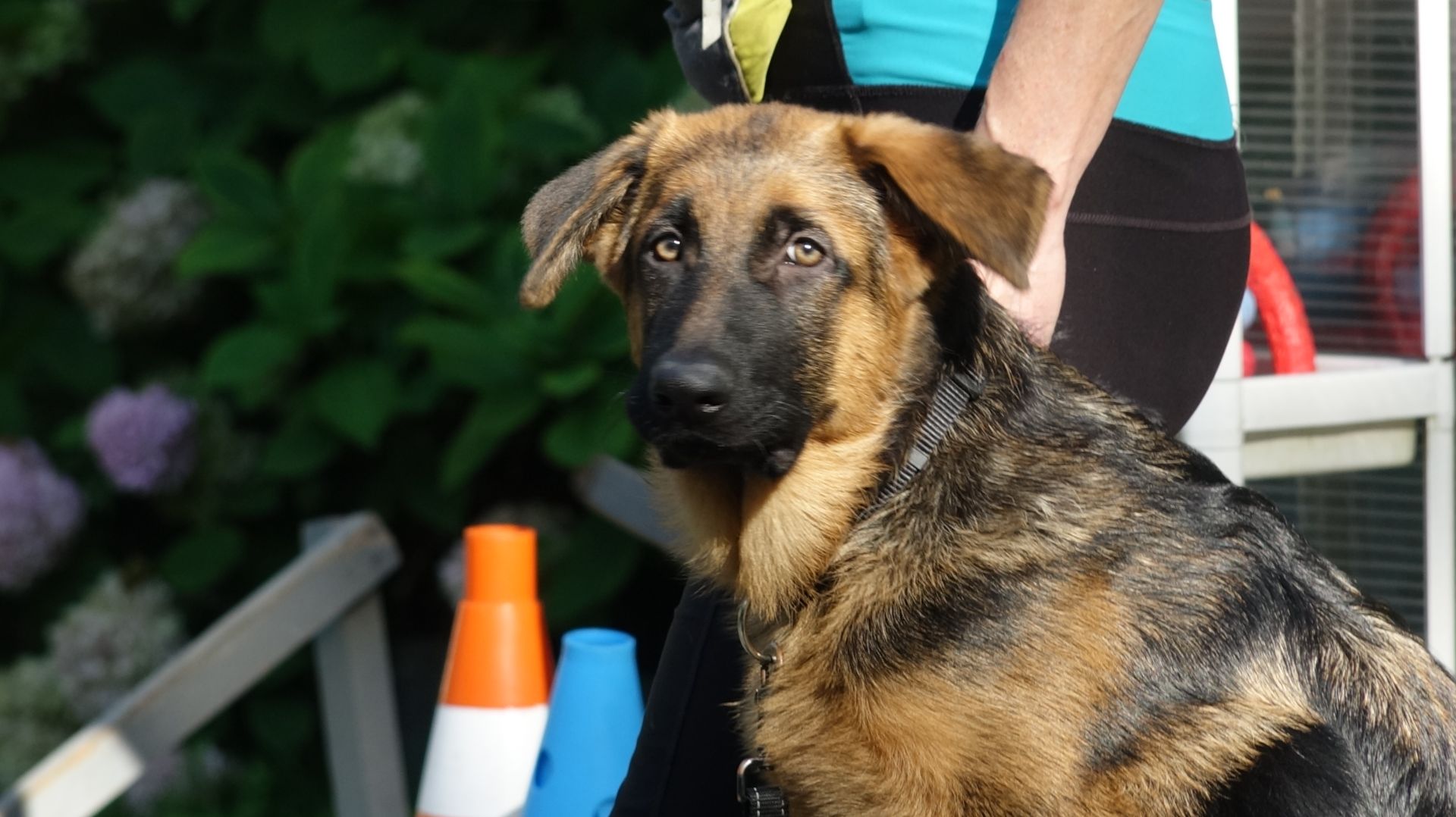 Открытый урок со щенками: доберман, овчарка, акита-ину, папильон.