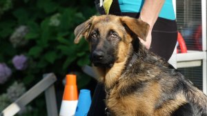 Открытый урок со щенками: доберман, овчарка, акита-ину, папильон.