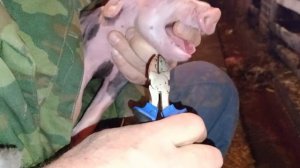 #pig Первый весенний опорос.Белый пьетрен?Первичная обработка поросят. #свиноматка #