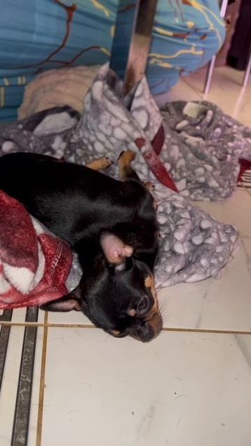 Навела свои порядки. смотреть онлайн