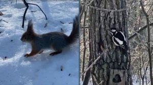 ЗВУКИ ЗИМНЕГО ЛЕСА🪾🌲 ПТИЦЫ И БЕЛКИ🐿️ 02.26