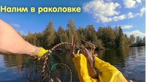 Налим попался в раколовку в озере. Перестановка раколовок. Лодка на крыше машины. Как ловить раков