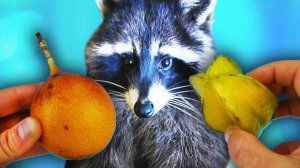 Что выберет ЕНОТ- МАРАКУЙУ или КАРАМБОЛУ. Тест на логику, тест на интуицию