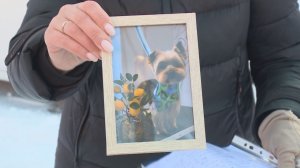 В Рязани бездомные собаки загрызли йоркширского терьера