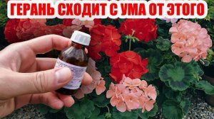 Лью под корень, и герань цветет как сумасшедшая: дешево и сердито