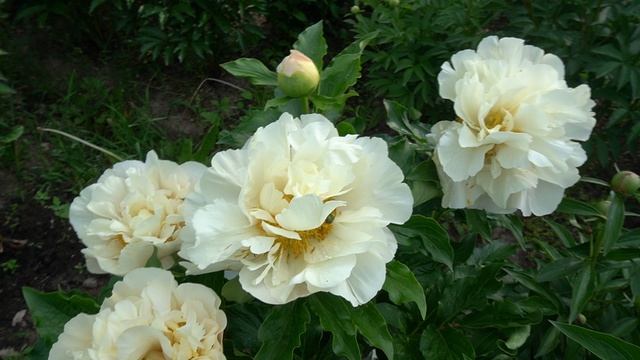 Пион МИЛЫЙ ДРУГ (Поперечная, 2015,Россия)