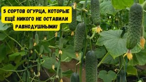 Любой из этих пяти сортов огурца вам очень понравится И для салата и для баночки