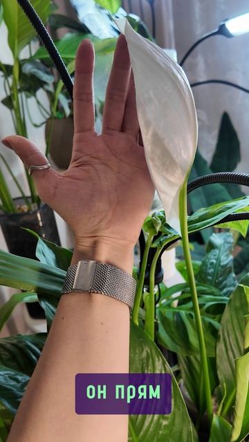 Цветок спатифиллума как большой парусник 🤍⛵️