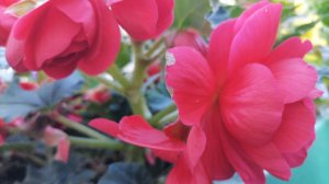 Бегонии клубнем! Когда и как сажать?