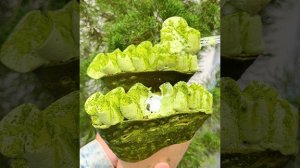 японские крепы