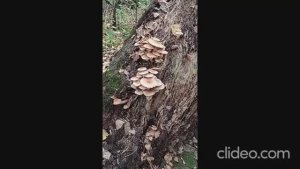 Прогулка до родника и краски леса)