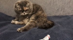 Гугу гага из фольги