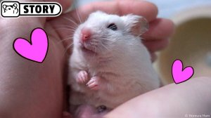 Хомяк спит на руке 🐹 Милый хомячок 🐹 Симпатичный карликовый и сирийский хомяки 🐹 Хомяк Хомура