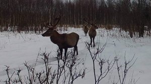 олени в конце зимы