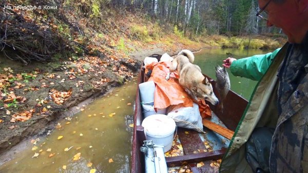 Сплав по таёжной реке. Забрал фотоловушку. Добыл жирную утку. 14 серия