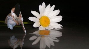 Ромашка цветок любви. ( стих в прозе)