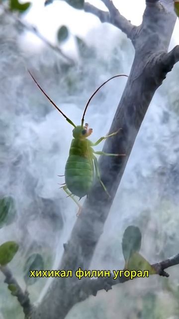 Летние пожары 