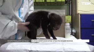 Медвежонка, оставшегося без матери, спасли в Красноярском крае