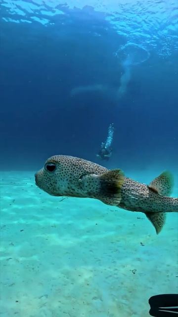 Любопытная рыба фугу подплыла к нам 🤿🐡