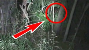 10 Мистических Существ Попавших в Объектив Камеры