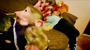 Маня и Степа кинулись жаловаться на меня папе Владу!