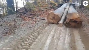 Идиоты с бензопилами: Неудачная вырубка деревьев