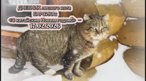 ДНЕВНИК лесного кота: «С китайским Новым годом!» - 17 февраля 2026