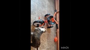 Щенки питомника Ценный Приз, февраль 2026