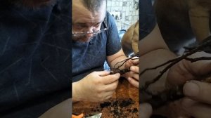 Саженцы роз с маркетплейса