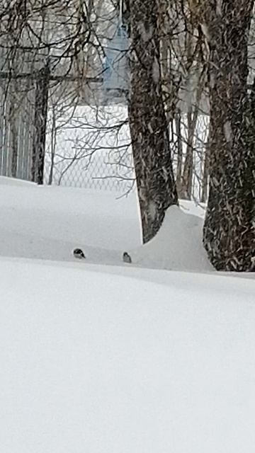 Птичий мир 2 смотреть онлайн