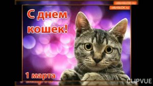 1 МАРТА - ДЕНЬ КОШЕК. КРАСИВОЕ МУЗЫКАЛЬНОЕ ПОЗДРАВЛЕНИЕ