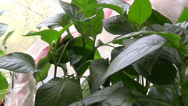 2250.  Рассада перца, переезд в теплицу.ВПЛ.