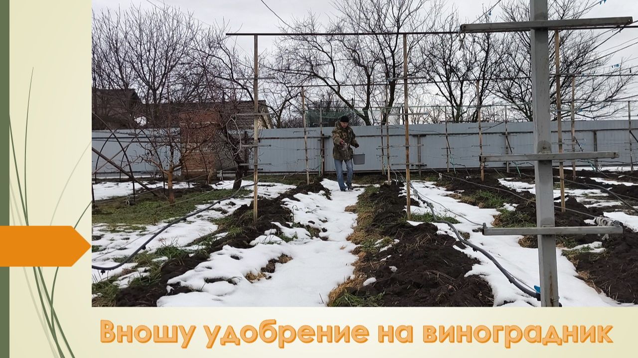 14 февраля. Вношу сульфат аммония на виноградник смотреть онлайн