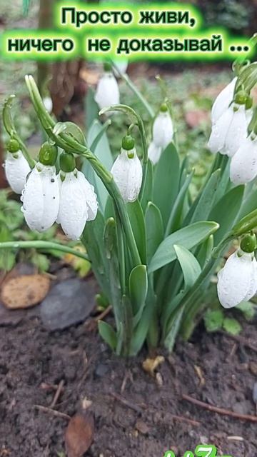 скоро весна смотреть онлайн